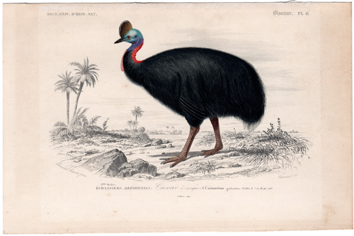 Cassowary